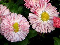 �f�[�W�[(Daisy)