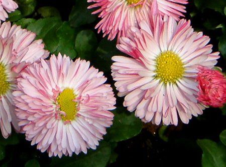 �f�[�W�[(Daisy)