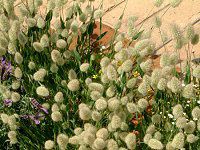���O���X(Lagurus)