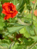 �Q�E��(Geum) 