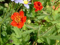 �Q�E��(Geum) 