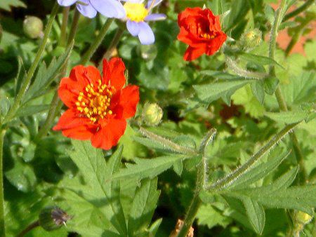 �Q�E��(Geum)
