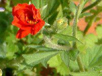 �Q�E��(Geum) 