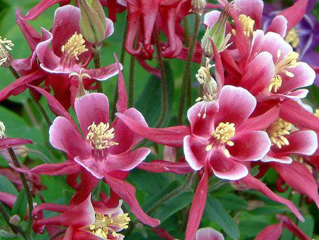 Winky Series Rose-Rose