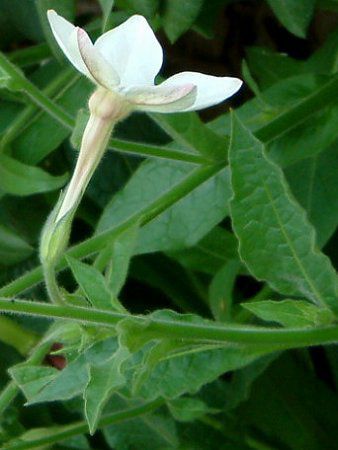 �j�R�`�A�i(Nicotiana)
