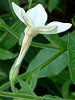 �Ԕ��̉�#33�j�R�`�A�i(Nicotiana)