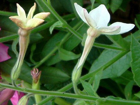 �j�R�`�A�i(Nicotiana)
