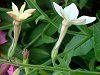 �Ԕ��̉�#33�j�R�`�A�i(Nicotiana)