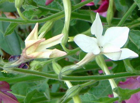 �Ԕ��̉�#33�j�R�`�A�i(Nicotiana)