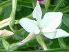 �Ԕ��̉�#33�j�R�`�A�i(Nicotiana)