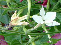 �Ԕ��̉�#33�j�R�`�A�i(Nicotiana)