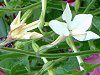 �Ԕ��̉�#33�j�R�`�A�i(Nicotiana)