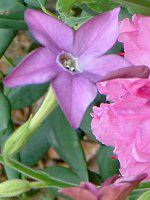 �j�R�`�A�i(Nicotiana)