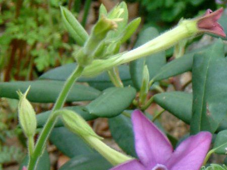 �j�R�`�A�i(Nicotiana)