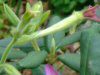 �Ԕ��̉�#33�j�R�`�A�i(Nicotiana)