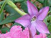 �Ԕ��̉�#33�j�R�`�A�i(Nicotiana)