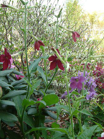 �j�R�`�A�i(Nicotiana)