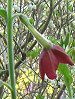 �Ԕ��̉�#33�j�R�`�A�i(Nicotiana)
