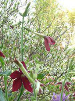 �Ԕ��̉�#33�j�R�`�A�i(Nicotiana)