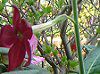 �Ԕ��̉�#33�j�R�`�A�i(Nicotiana)