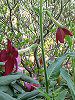 �Ԕ��̉�#33�j�R�`�A�i(Nicotiana)
