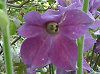 �Ԕ��̉�#33�j�R�`�A�i(Nicotiana)