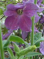 �Ԕ��̉�#33�j�R�`�A�i(Nicotiana)