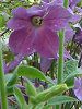 �Ԕ��̉�#33�j�R�`�A�i(Nicotiana)
