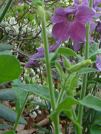 �j�R�`�A�i(Nicotiana)