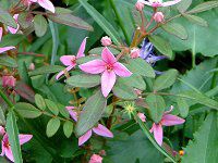�{���j�A�E�t���Z�� '�I�[�W�[�X�^�['(Boronia fraseri 'Oz-star')