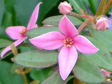 �{���j�A�E�t���Z���E�I�[�W�[�X�^�[(Boronia fraseri 'Oz-star')