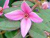 �{���j�A�E�t���Z��(Boronia fraseri)