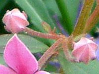 �{���j�A�E�t���Z�� �I�[�W�[�X�^�[(Boronia fraseri'Oz-star')