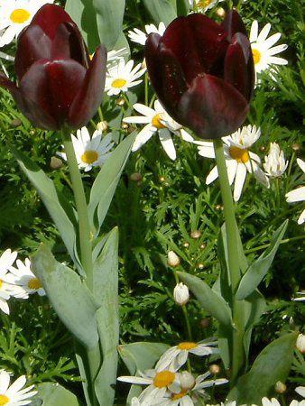 �`���[���b�v(Tulip)