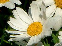 �}�[�K���b�g(Marguerite)
