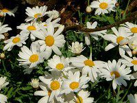 �}�[�K���b�g(Marguerite)