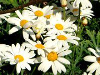 �}�[�K���b�g(Marguerite)