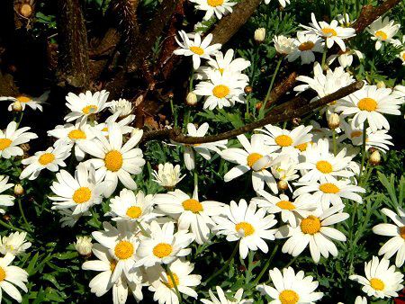 �}�[�K���b�g�iMarguerite�j�j