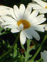 �}�[�K���b�g