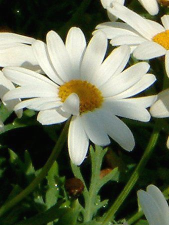 �}�[�K���b�g