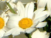 �}�[�K���b�g(Marguerite)