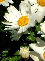 �}�[�K���b�g(Marguerite)
