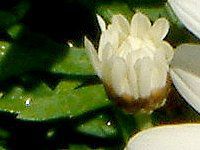 �}�[�K���b�g(Marguerite)