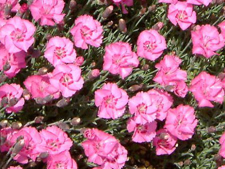 �_�C�A���T�X(Dianthus)