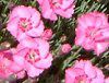 �_�C�A���T�X(Dianthus)