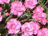 �_�C�A���T�X(Dianthus)