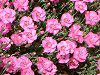 �_�C�A���T�X(Dianthus)
