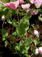 ���[�_���Z(Rhodanthe) 