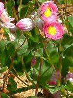 ���[�_���Z(Rhodanthe) 