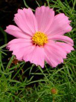 �R�X���X(Cosmos)